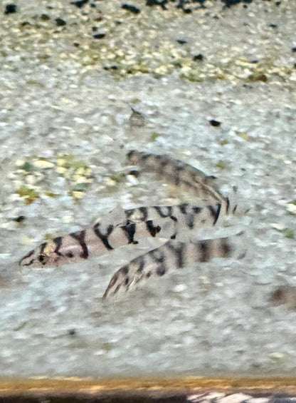 Yoyo Loach (Botia Almorhae)