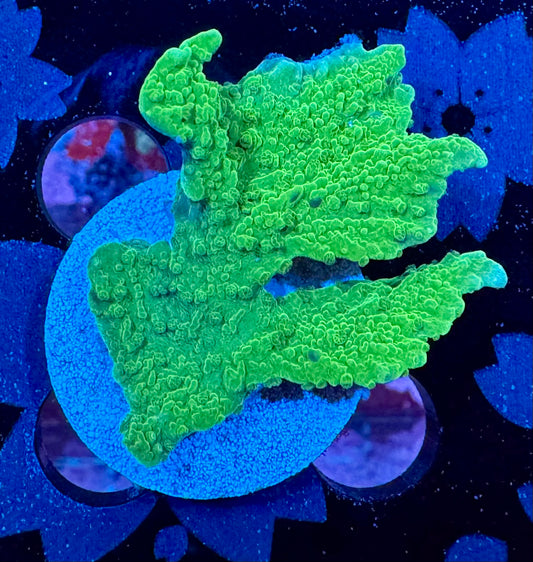 Neon Green Elk Horn Coral