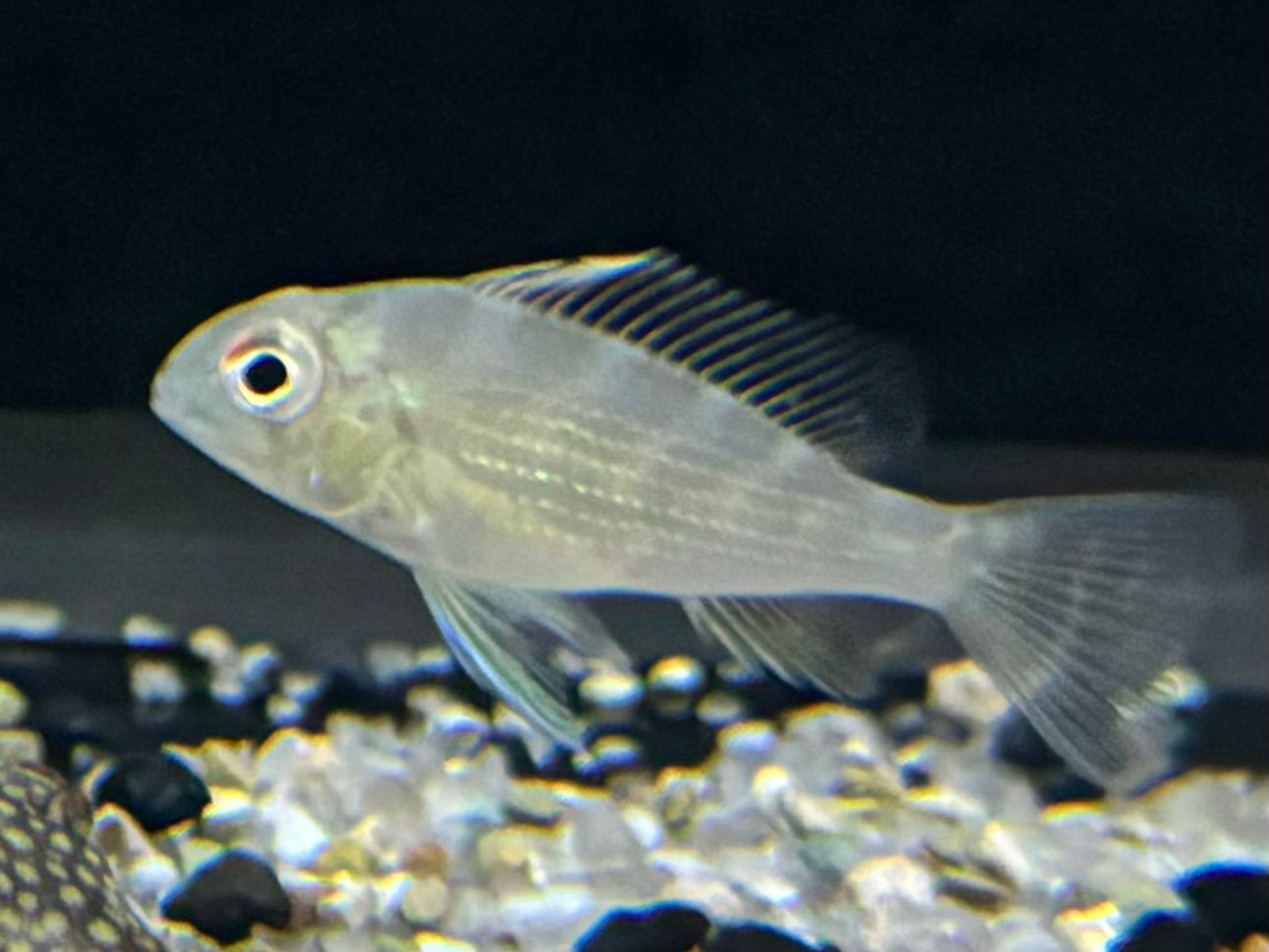 Threadfin Acara (Acarichthys Heckelii) – ShopHAW