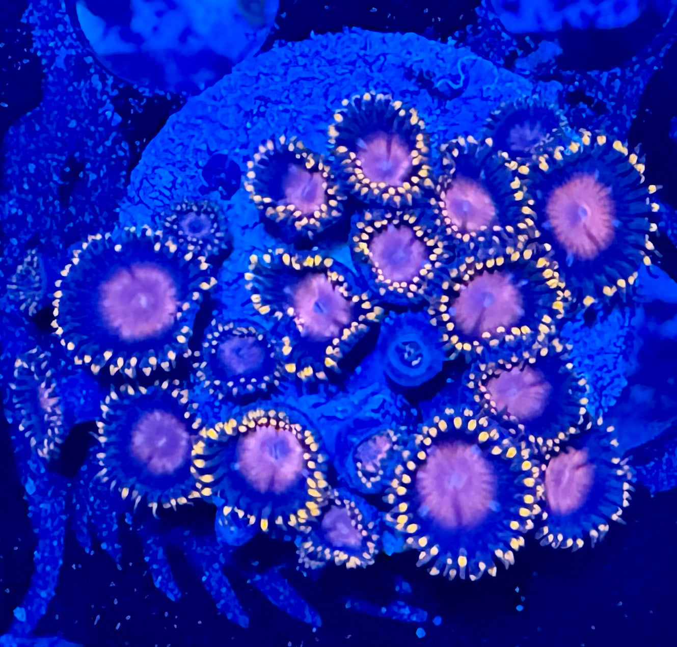 HAW KH Sunburst Zoanthids – ShopHAW