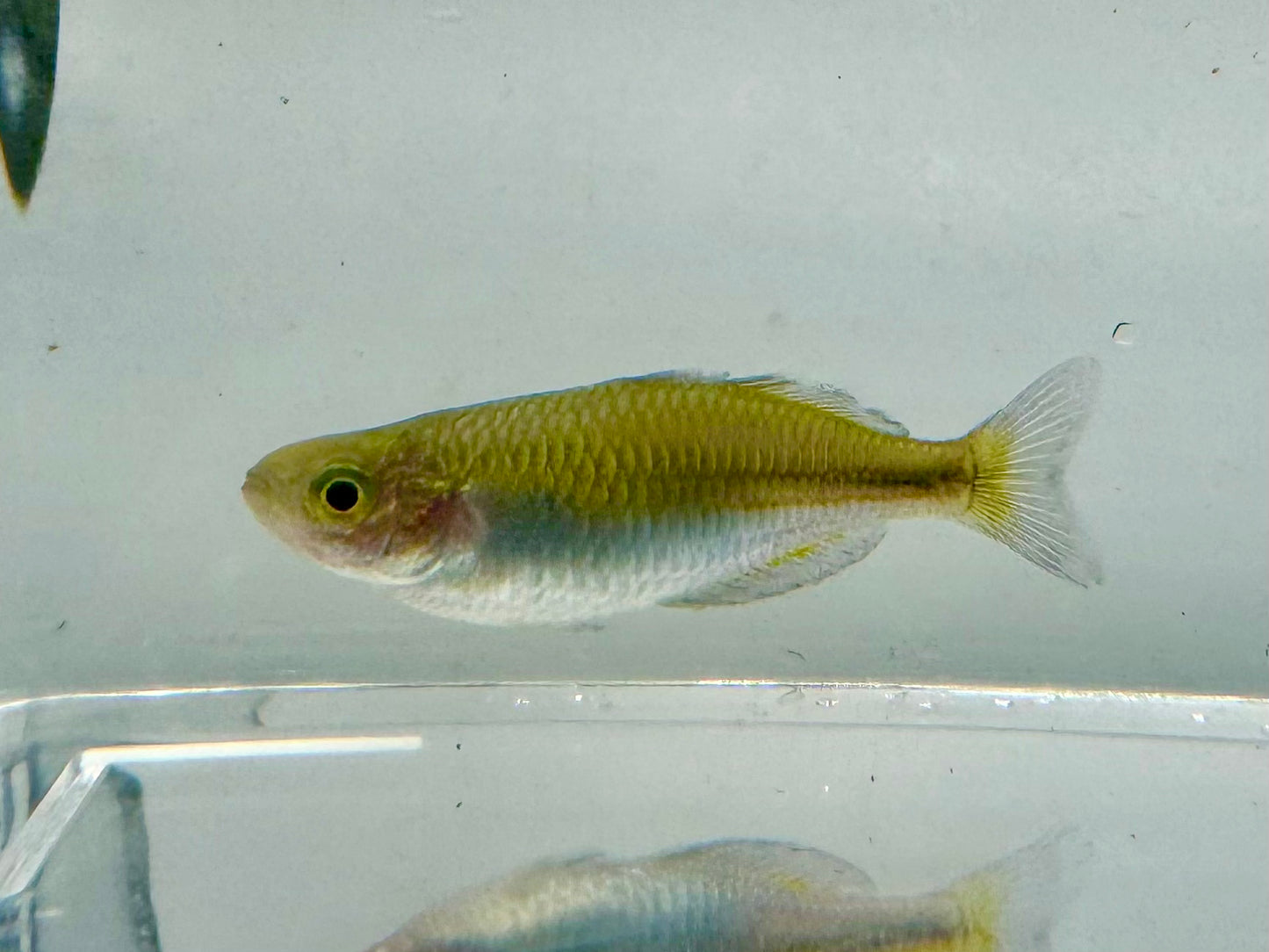 Boesmani Rainbowfish