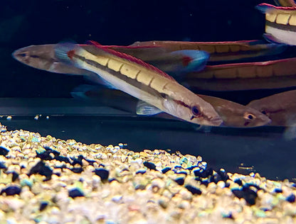 Atabapo Red Pike Cichlid (Crenicichla Lugubris)