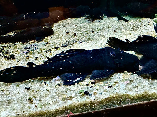 L473 black vampire pleco (Leporacanthicus sp.)