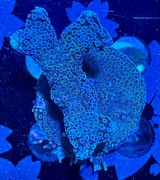 Purple Montipora Digitata Coral