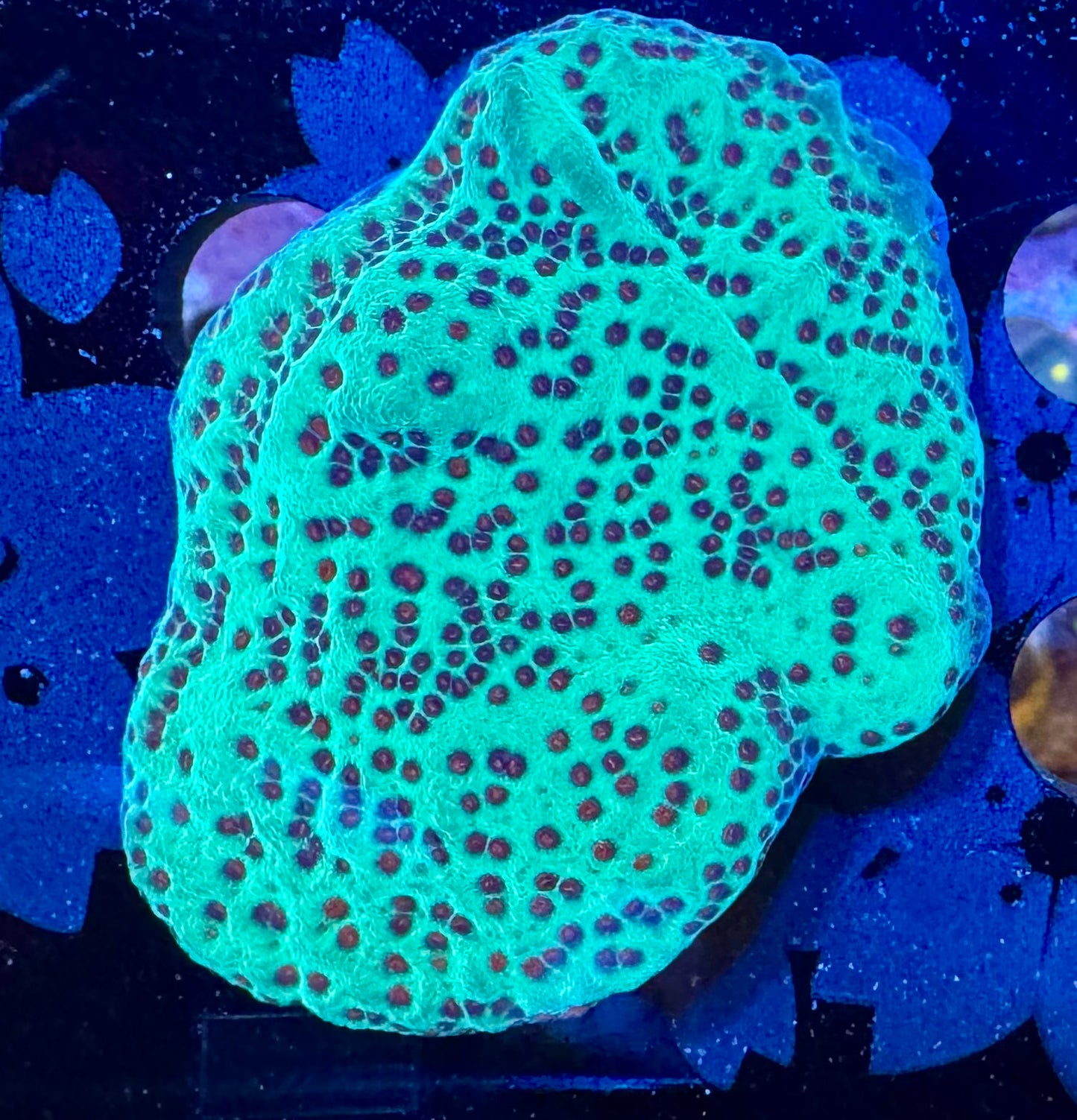 HAW Jedi Mind Trick Montipora