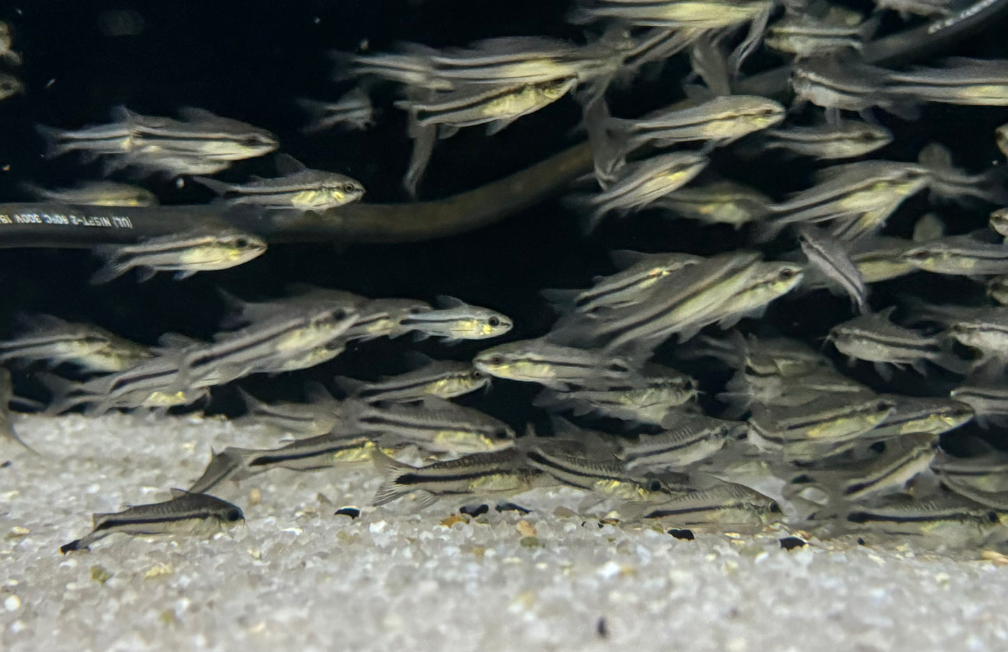 Pygmy Corydoras (Corydoras pygmaeus)