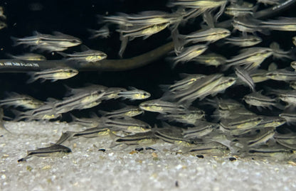 Pygmy Corydoras (Corydoras pygmaeus)