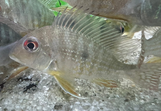 Geophagus Winemilleri 