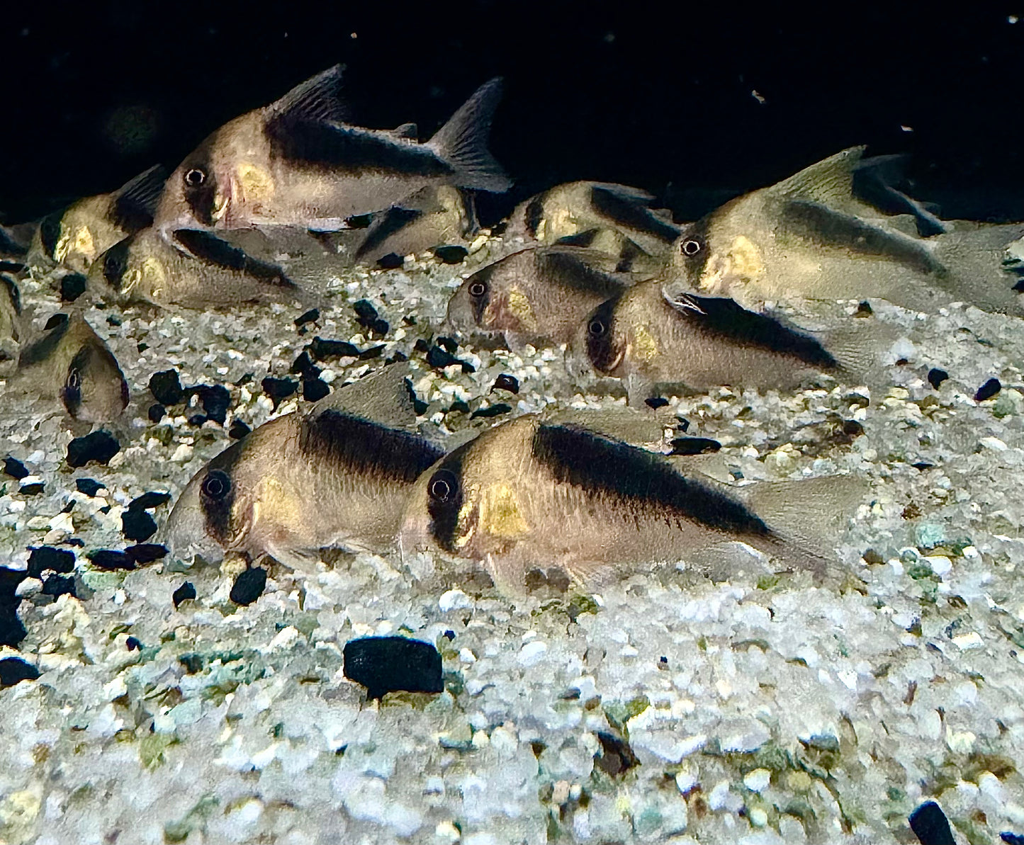 CW-106 Corydoras (Corydoras sp.)