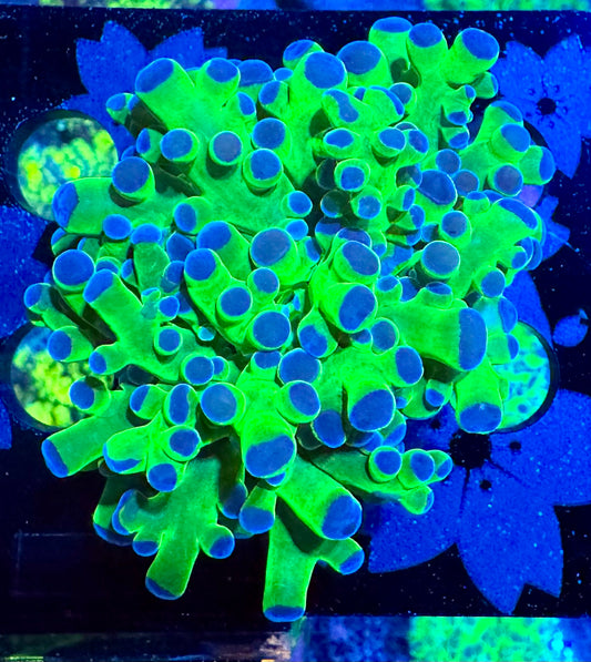 Green and Purple Frogspawn Coral