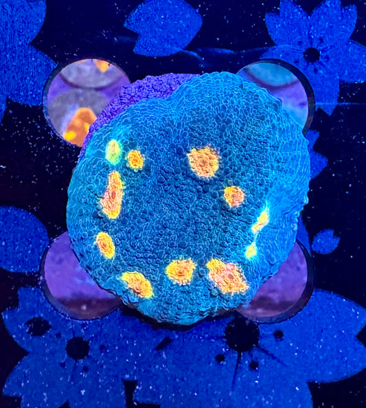 Miami Vice Chalice Coral