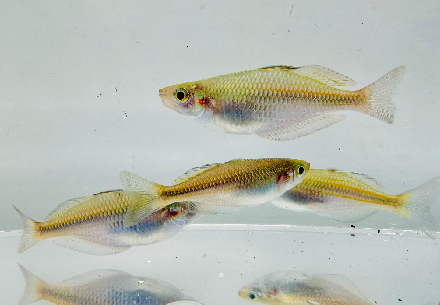 Picta Rainbowfish