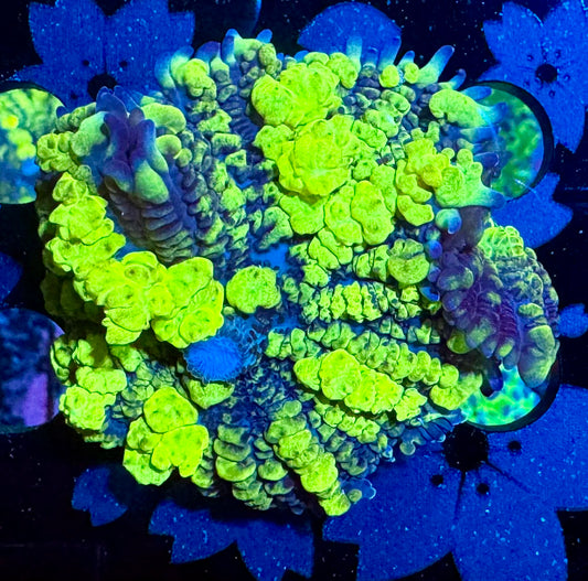 Biohazard Bounce Mushroom Coral