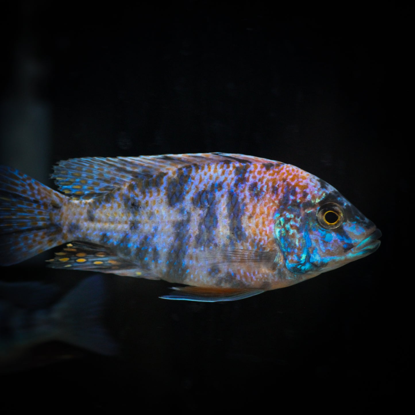 Red Dragon Blood OB Peacock Cichlid