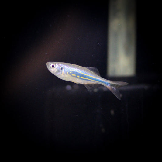 Giant Danio