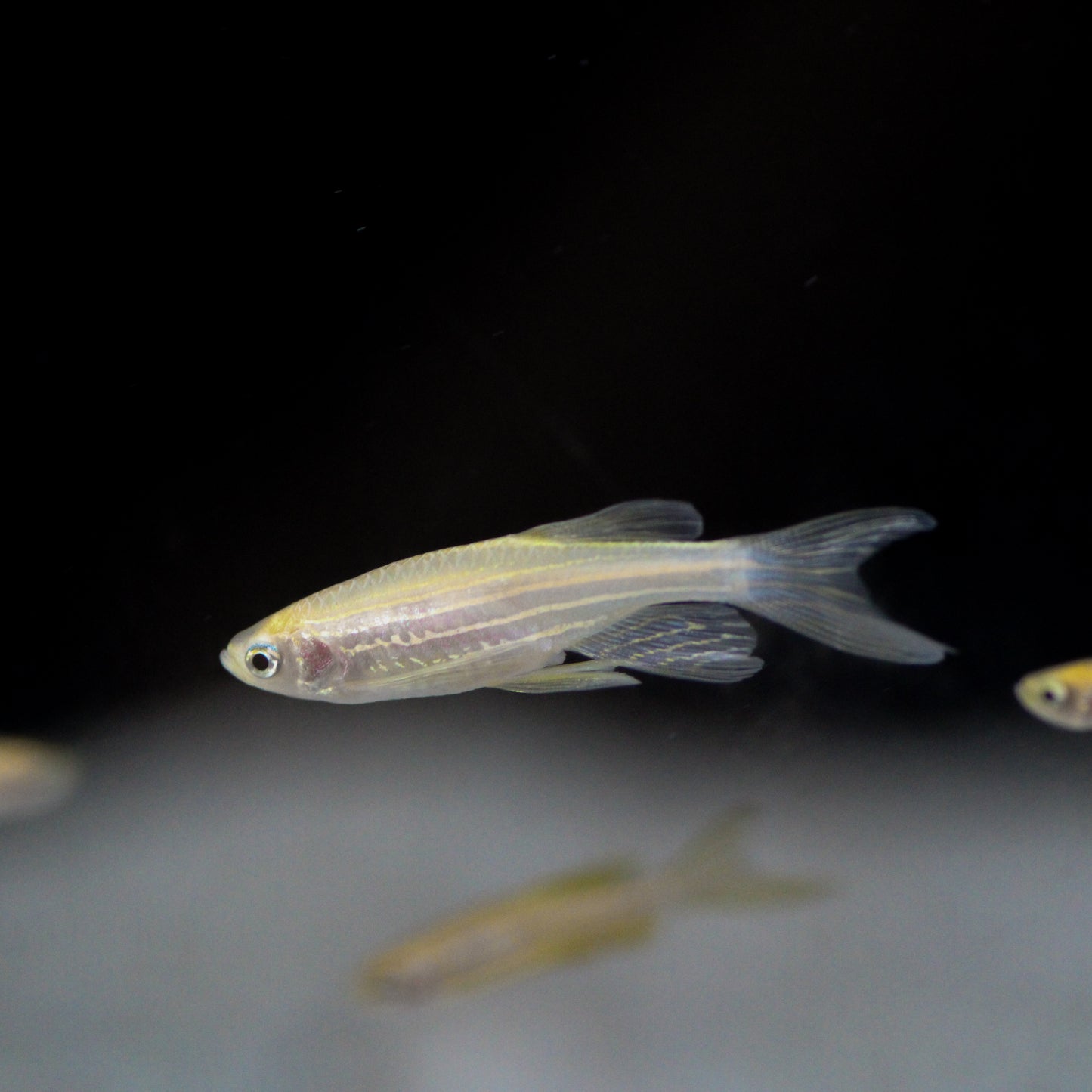 Longfin Gold Zebra Danio