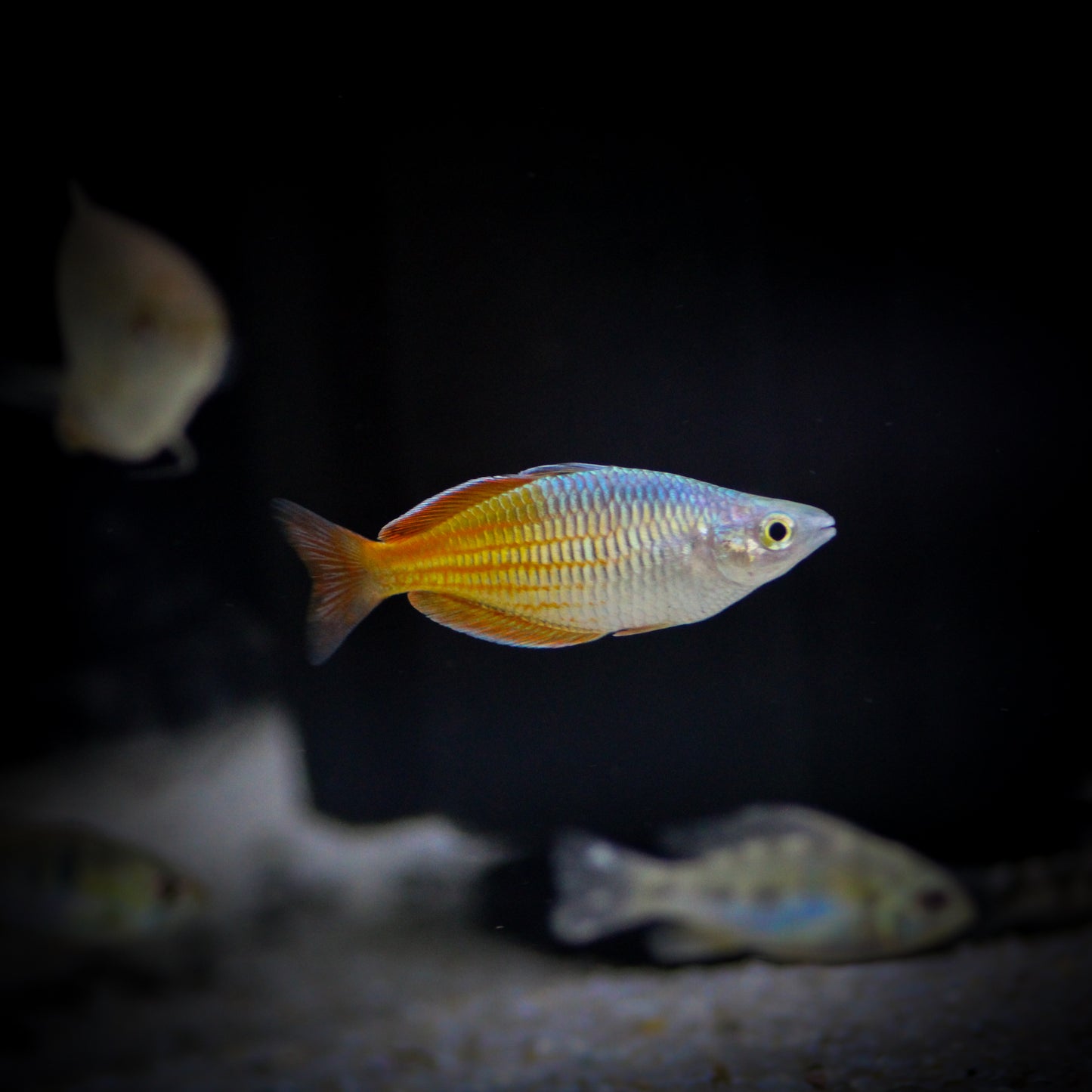 Boesmani Rainbowfish (Melanotaenia Boesmani)