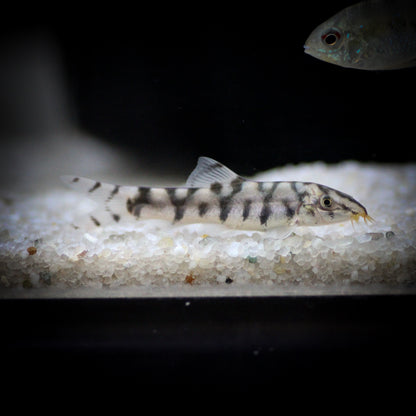 Yoyo Loach (Botia Almorhae)