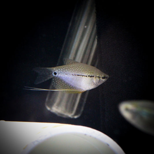 Pearl Leeri Gourami