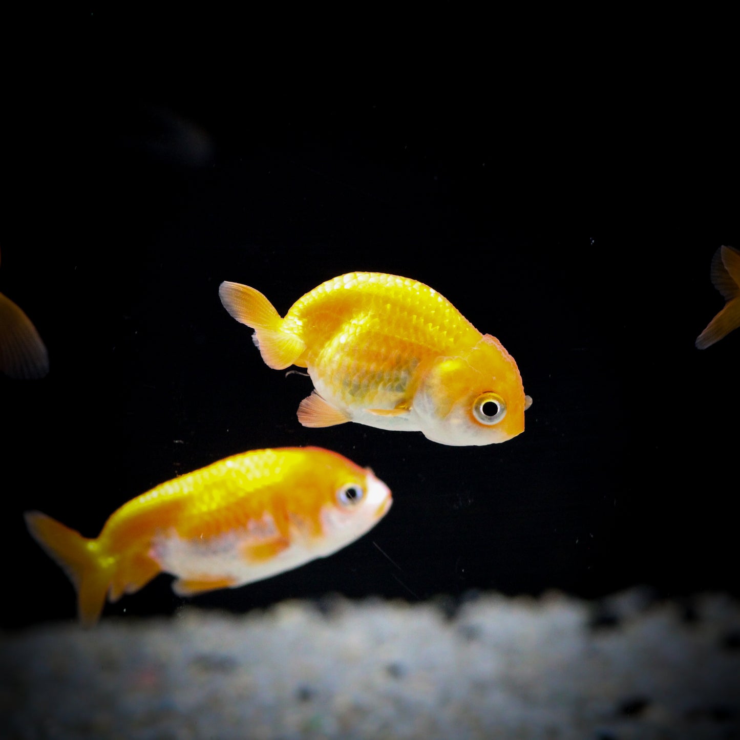 Lionhead Goldfish