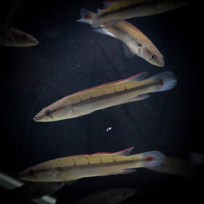 Atabapo Red Pike Cichlid (Crenicichla Lugubris)