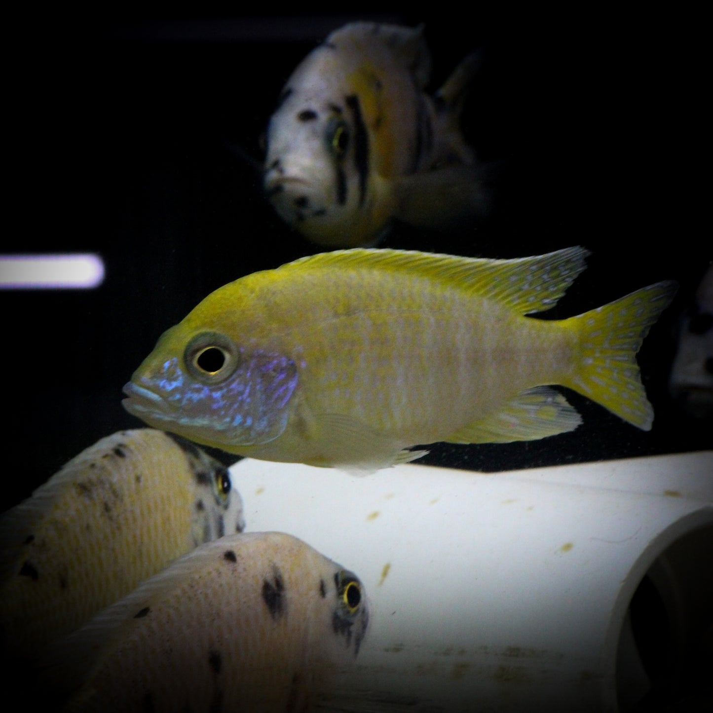 Yellow Sunshine Peacock Cichlid