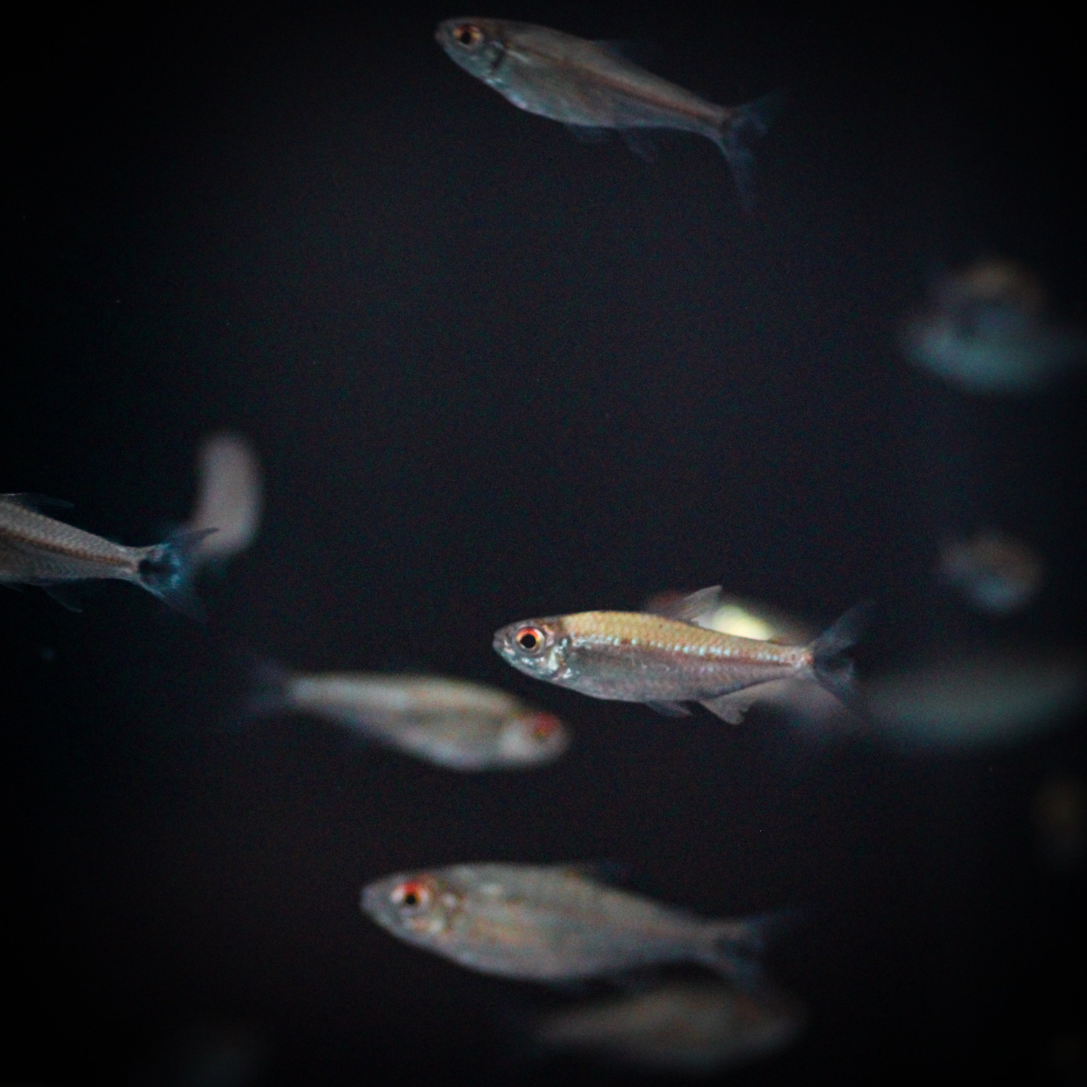 Platinum Dwarf Tetra x5 (Hyphessobrycon Minimus) – ShopHAW