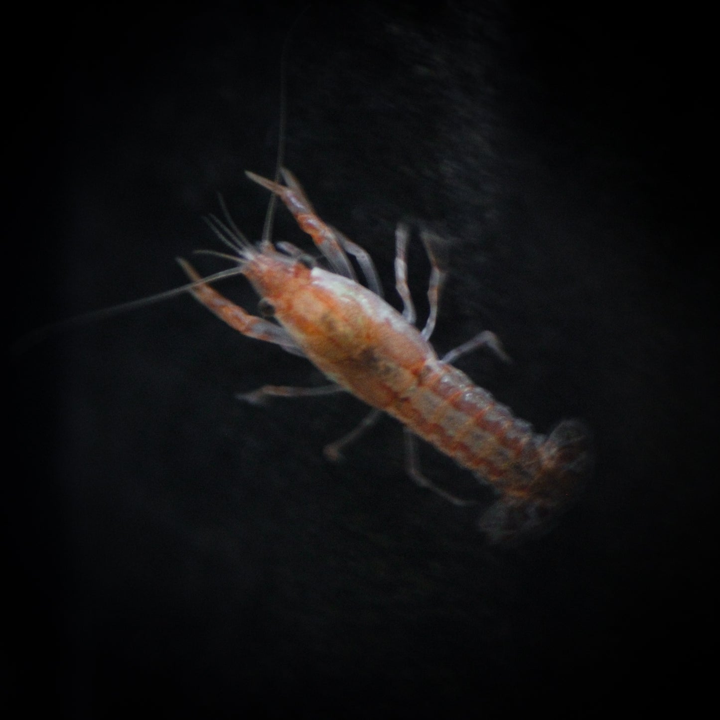 Dwarf Orange Crawfish