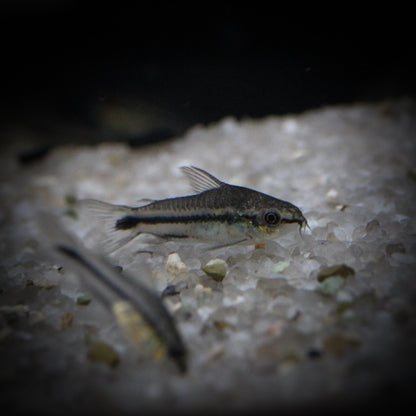 Pygmy Corydoras (corydoras pygmaeus)