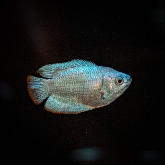 Powder Blue Dwarf Gourami