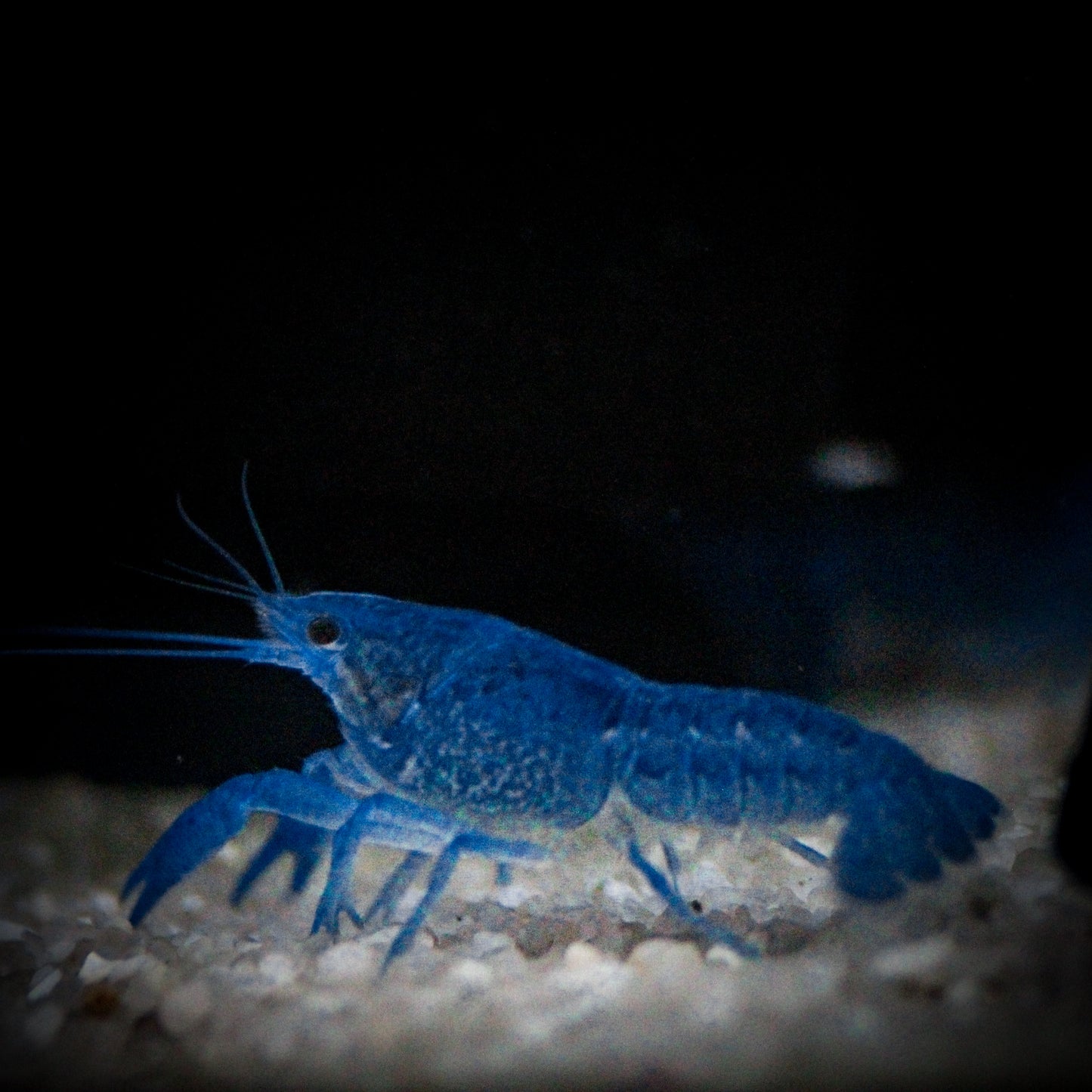 Electric Blue Crawfish