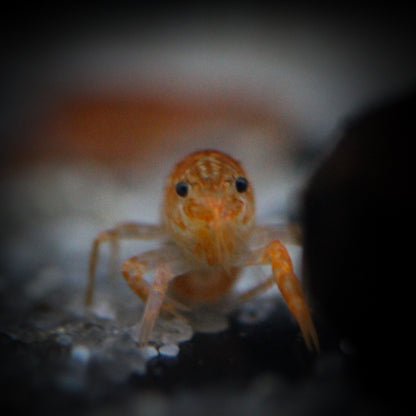 Dwarf Orange Crawfish